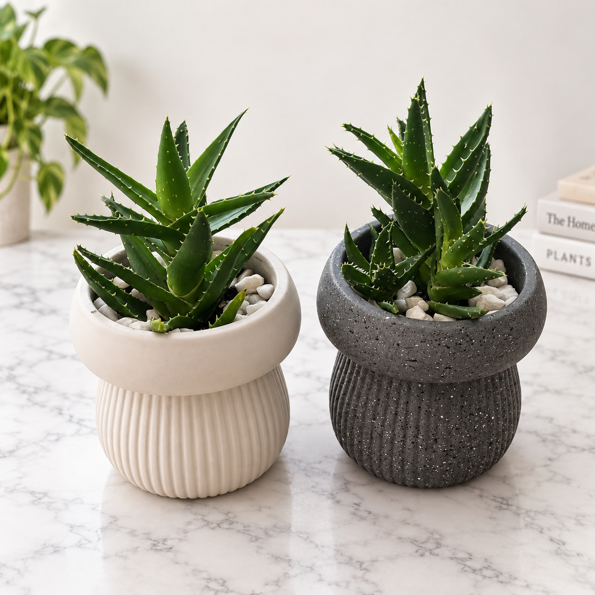 Tiger Tooth Succulent in Ceramic Planter