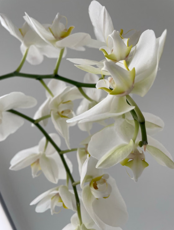 Orchids & Plants