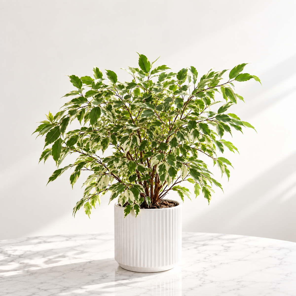 Benjamine tree Large