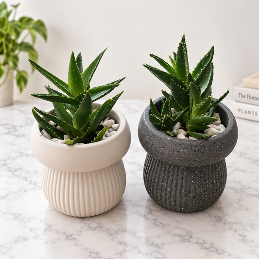 Tiger Tooth Succulent in Ceramic Planter