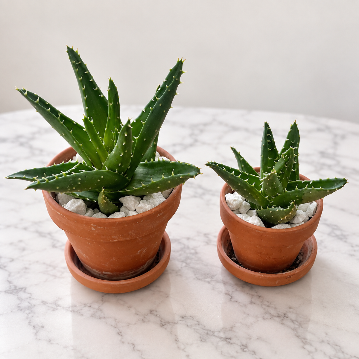 Tiger Tooth Succulent – Terracotta Pot