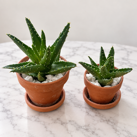 Tiger Tooth Succulent – Terracotta Pot